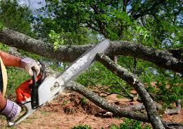 Best Hazardous Tree Removal  in Oill, NE